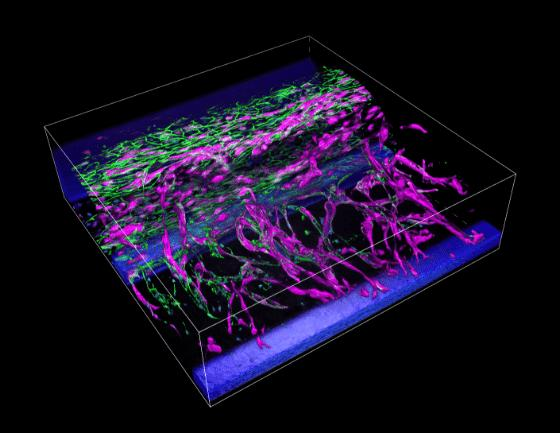 TS8 体视显微镜——立体观察微观世界的精密利器